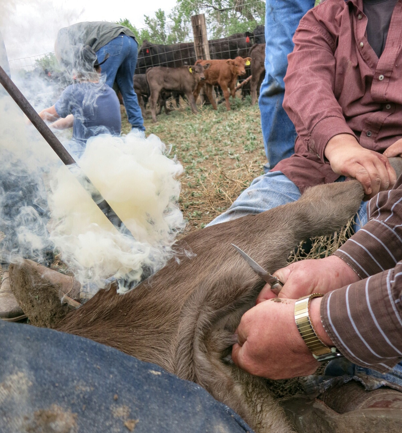 Illustration for article titled How To Brand A Cow Like A Cowboy